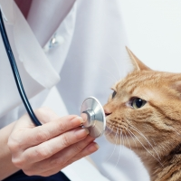 Veterinary Essentials - NAVLE